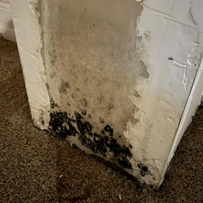 Professional Mold Removal in Sheldon, ND
